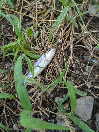 カワムツの釣果