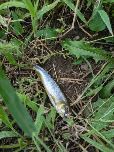 カワムツの釣果