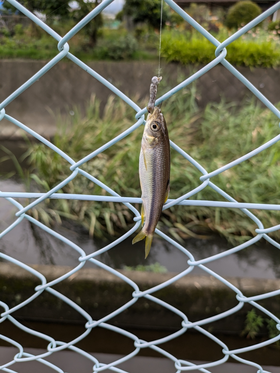 カワムツ