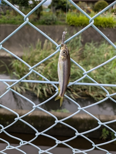 カワムツの釣果