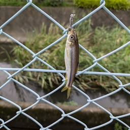 カワムツ