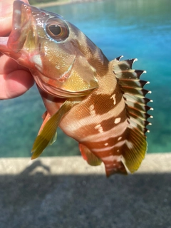 アカハタの釣果