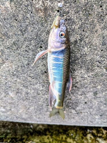 オイカワの釣果