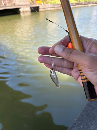 ウグイの釣果