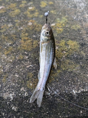 タモロコの釣果