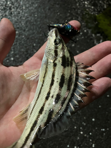 シマイサキの釣果