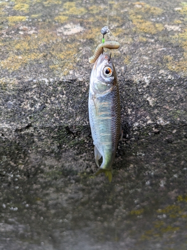 オイカワの釣果