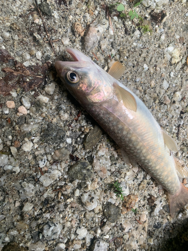 イワナの釣果