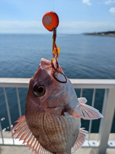 タイの釣果