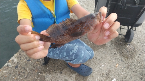 オオモンハタの釣果