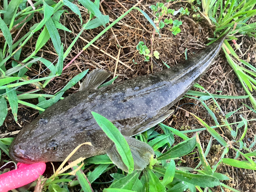 マゴチの釣果