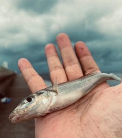 シロギスの釣果