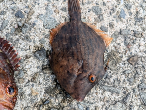 カワハギの釣果