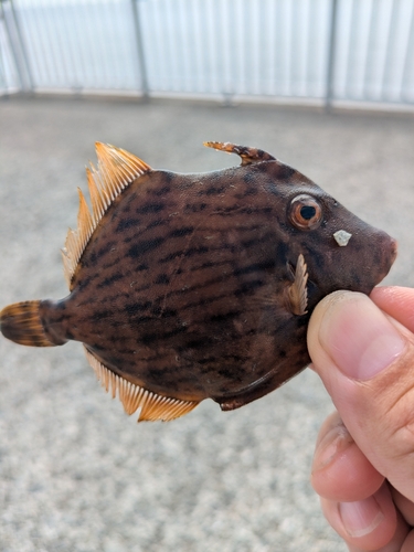 カワハギの釣果