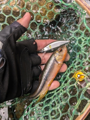 カワムツの釣果