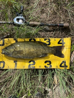 スモールマウスバスの釣果