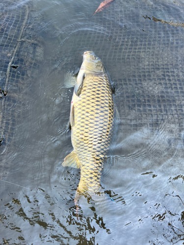 コイの釣果