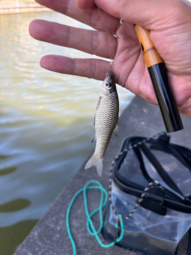 モツゴの釣果