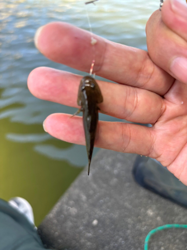 チチブの釣果