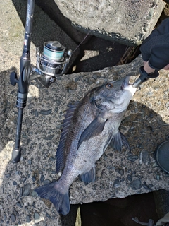 クロダイの釣果