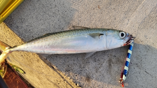 サバの釣果