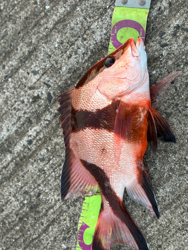 センネンダイの釣果