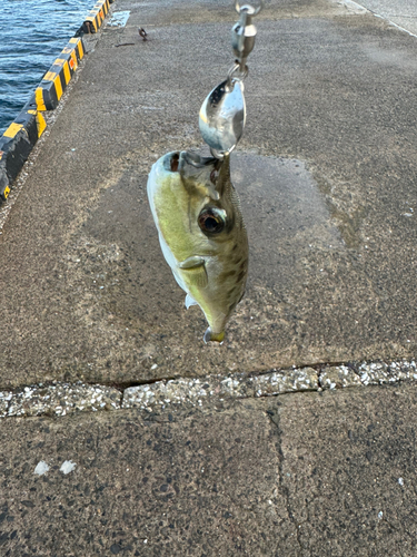 シロサバフグの釣果