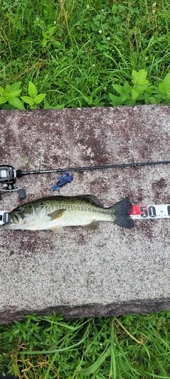 ブラックバスの釣果