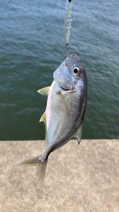 メッキの釣果