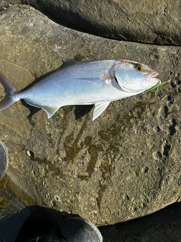 ネイリの釣果