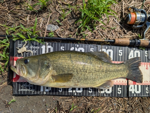 ラージマウスバスの釣果