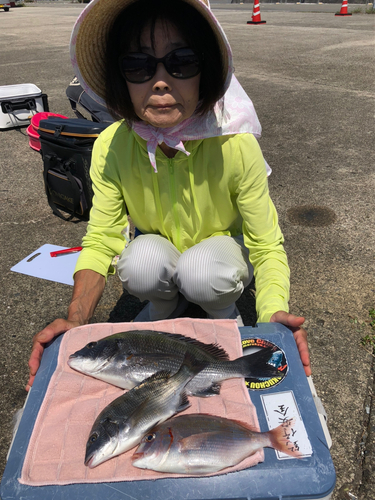 クロダイの釣果