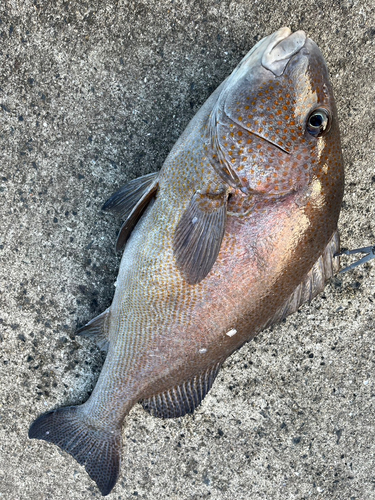 コロダイの釣果