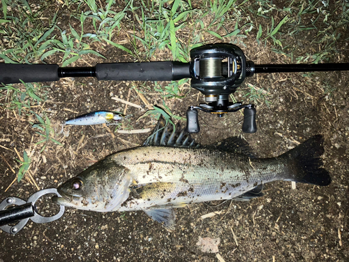 ハクラ（タイリクスズキ）の釣果