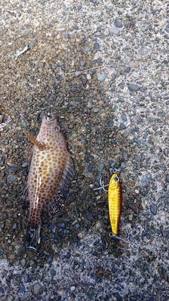 オオモンハタの釣果