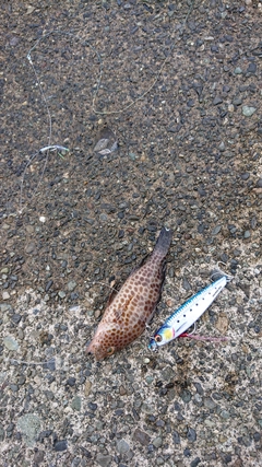 オオモンハタの釣果