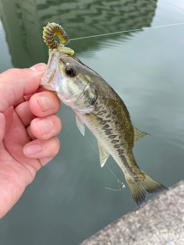 キビレの釣果