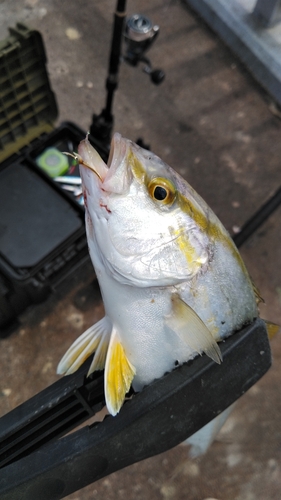 ショゴの釣果