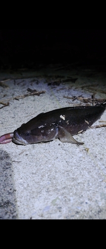 カワアナゴの釣果