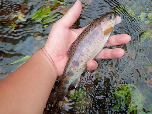 ヤマメの釣果