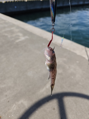 マハゼの釣果