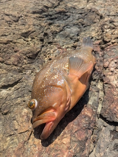 アコウの釣果