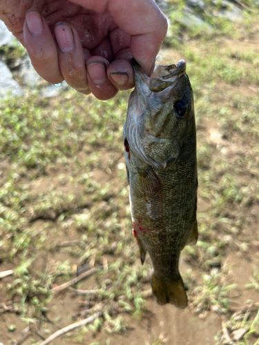 スモールマウスバスの釣果