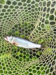 ハスの釣果