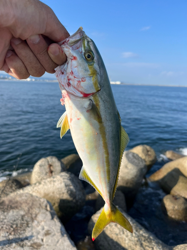 モジャコの釣果