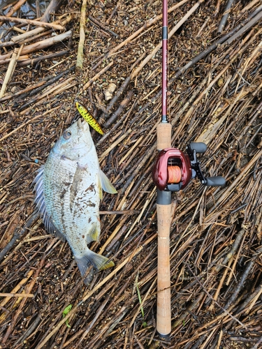 キビレの釣果