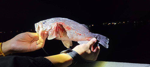 クロソイの釣果