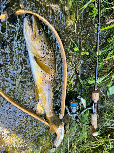 ブラウントラウトの釣果