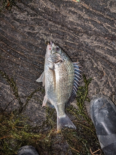 キビレの釣果