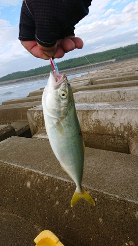 ワカシの釣果